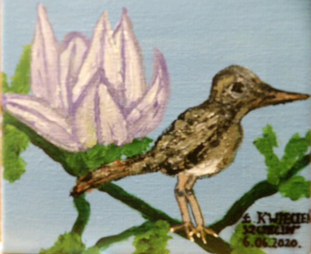 świergotek anthus  trivialis