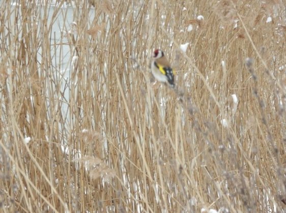 Powitanie Wiosny 2013