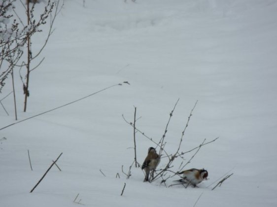 Powitanie Wiosny 2013